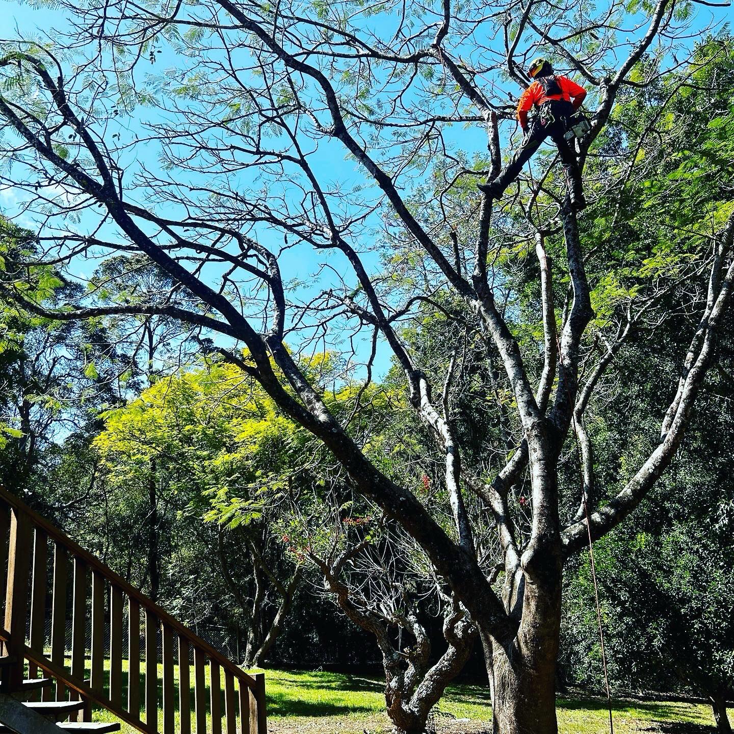 Arborist Pruning Large Trees Arborist Pruning Large Trees
