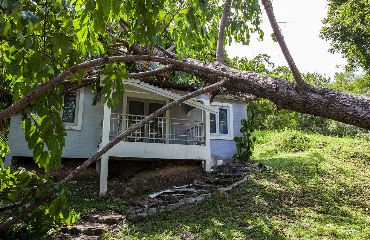 Emergency Storm Tree Work Whitsundays