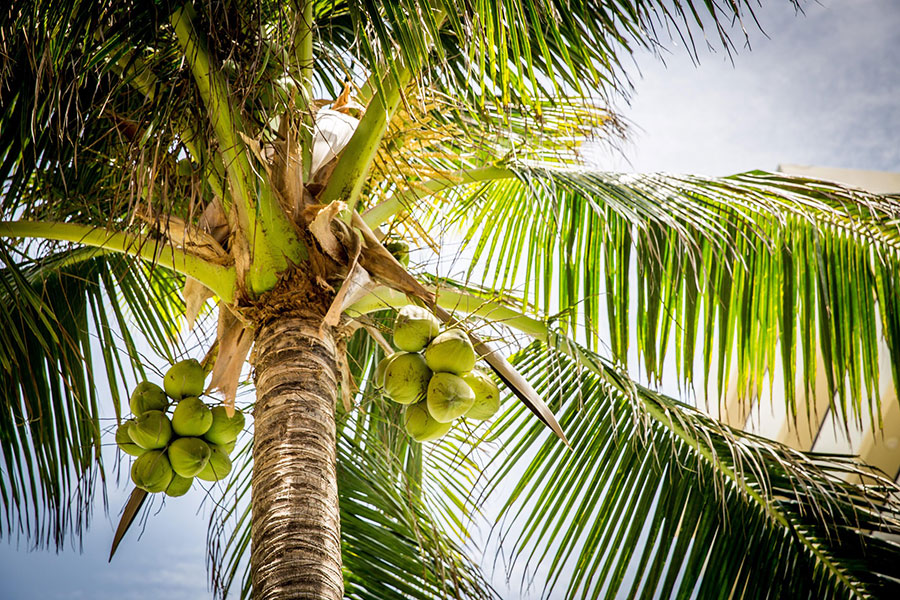 Palm Tree Pruning