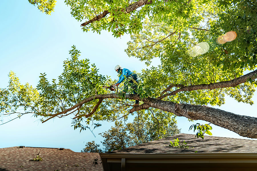 Selective Pruning