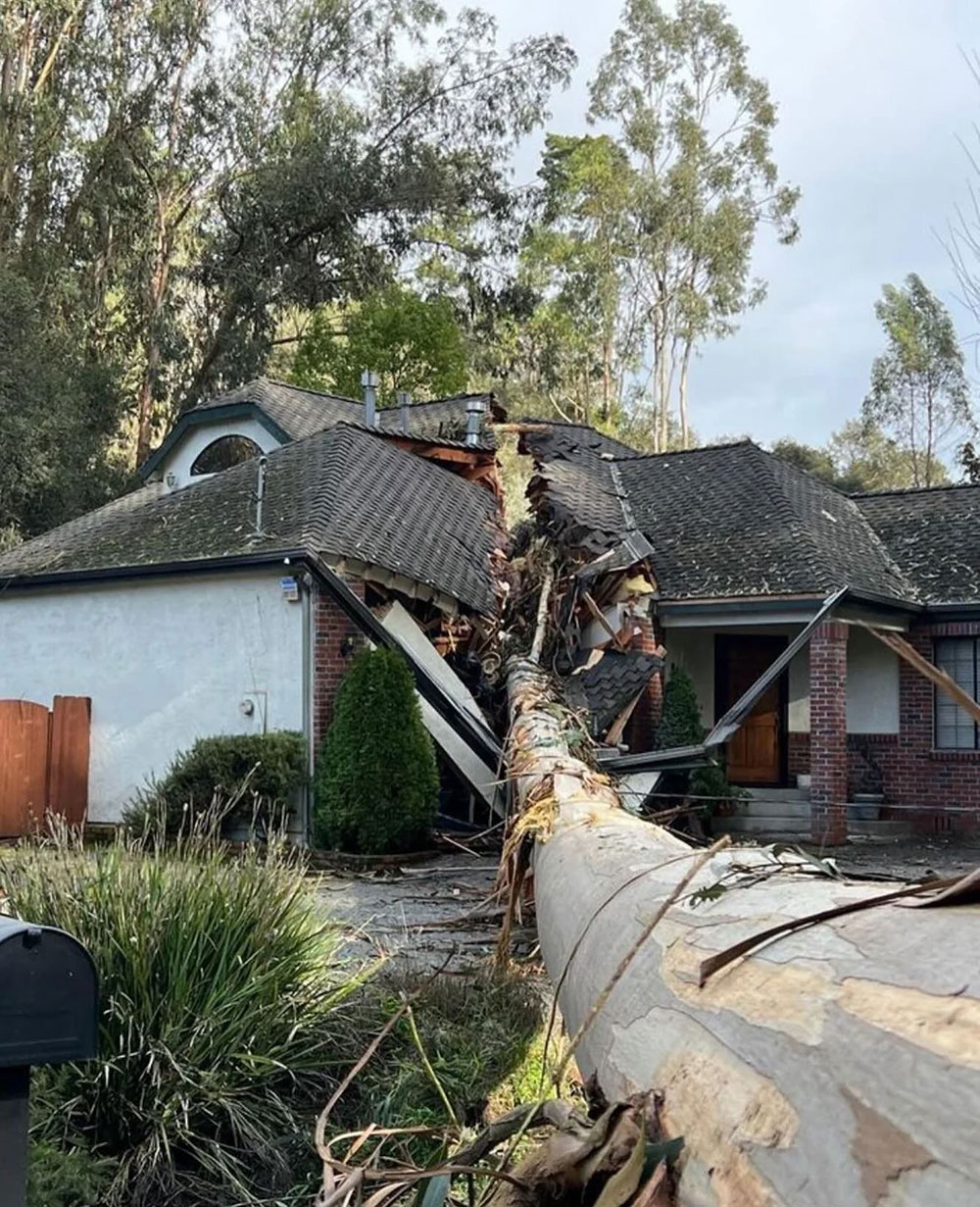 Tree Fallen Through House