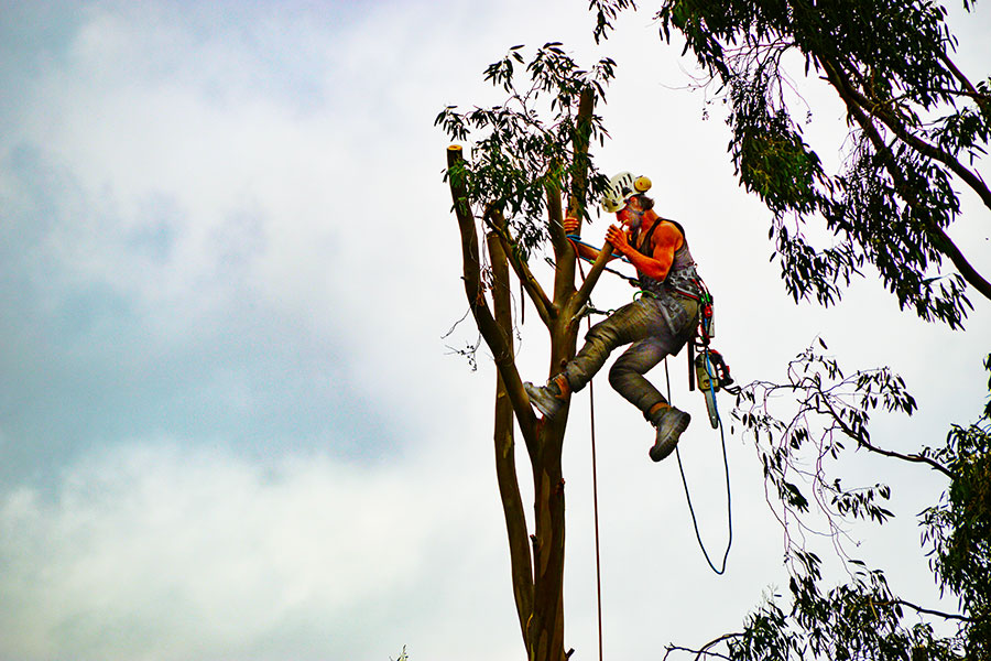 Tree Removal & Canopy Thinning