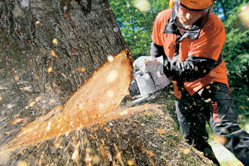 Tree Removal Storm Damage