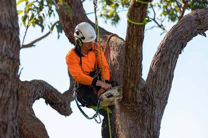 Whitsundays Tree Pruning